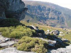 Echinospartum ibericum