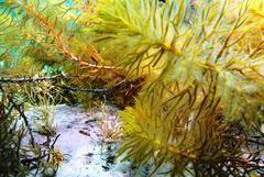 Stigmatopora narinosa