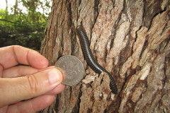 Rhinocricidae
