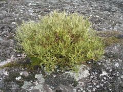 Echinospartum ibericum