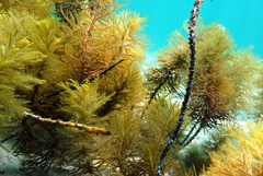 Stigmatopora narinosa