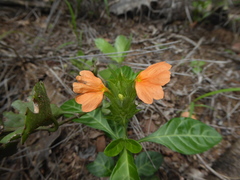 Crossandra fruticulosa