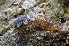 Stomatella impertusa