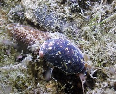 Stomatella impertusa