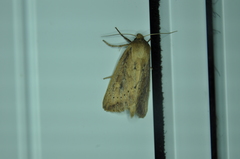 Globia subflava