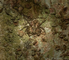 Stephanopis carcinoides