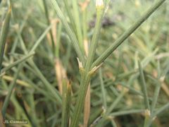 Echinospartum ibericum