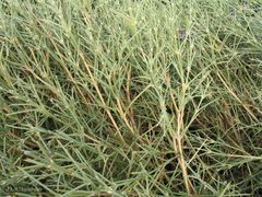 Echinospartum ibericum