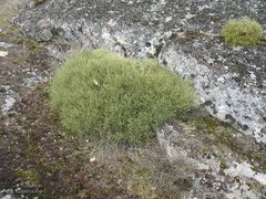 Echinospartum ibericum