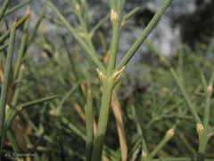 Echinospartum ibericum