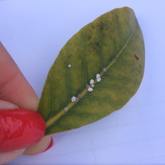 Ceroplastes sinensis