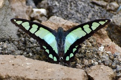 Graphium cloanthus
