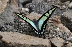 Graphium cloanthus