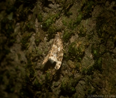 Aeolostoma scutiferana