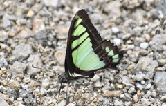 Graphium cloanthus