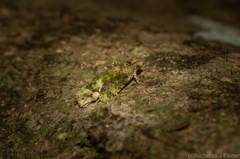 Sorolopha delochlora