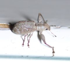 Pandeleteius defectus