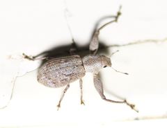 Pandeleteius defectus