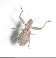 Pandeleteius defectus