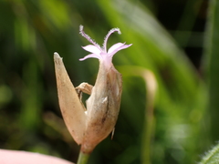 Petrorhagia prolifera