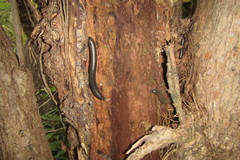 Rhinocricidae