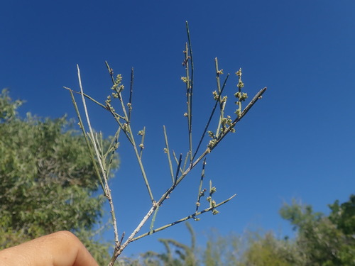 Henonia scoparia image