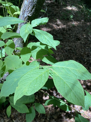 Styrax grandifolius