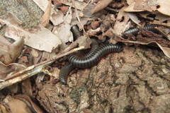 Rhinocricidae