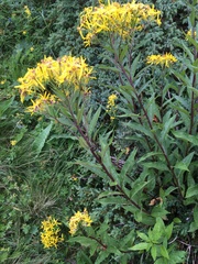 Senecio hercynicus