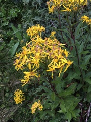 Senecio hercynicus