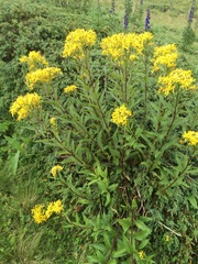 Senecio hercynicus