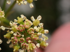 Peucedanum alsaticum