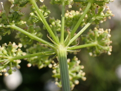 Peucedanum alsaticum