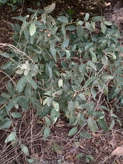 Magnoliopsida