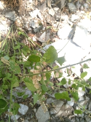 Scutellaria altissima