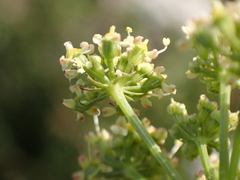 Peucedanum alsaticum
