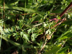 Peucedanum alsaticum