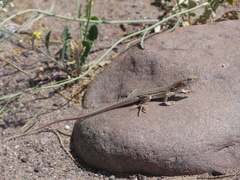 Acanthodactylus boskianus