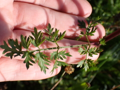 Peucedanum alsaticum