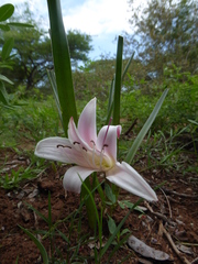 Crinum acaule