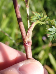 Peucedanum alsaticum