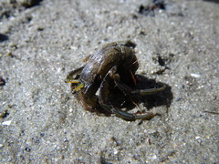 Clibanarius taeniatus