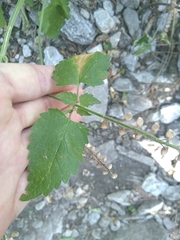 Scutellaria altissima