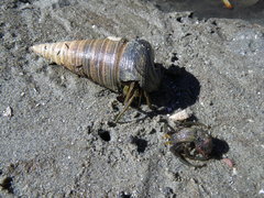 Clibanarius taeniatus