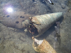 Clibanarius taeniatus