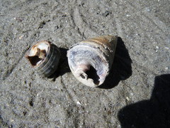 Clibanarius taeniatus