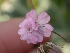 Petrorhagia prolifera