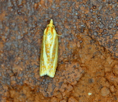 Sparganothis tristriata