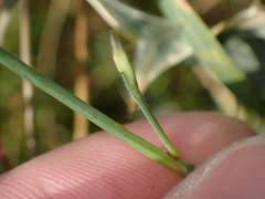 Petrorhagia prolifera