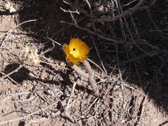 Pterocactus tuberosus